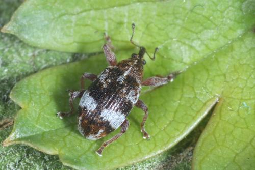 Réf. 280 181 : Anthonomus pedicularius